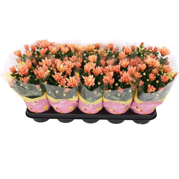 KRIZANTEMA DVOJEN CVET MIX L12 CM