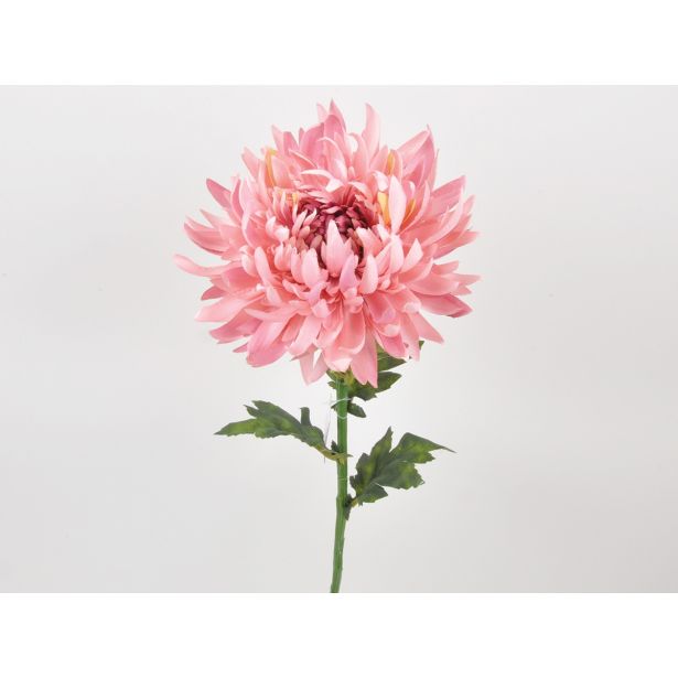 KRIZANTEMA ENOJNA 63CM