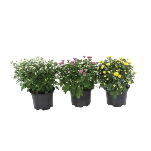 KRIZANTEMA KRIZANTEMA INDICUM GARDEN MUMS MIX