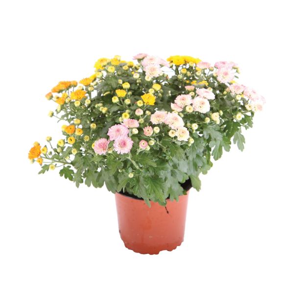 KRIZANTEMA KRIZANTEMA INDICUM TRIO