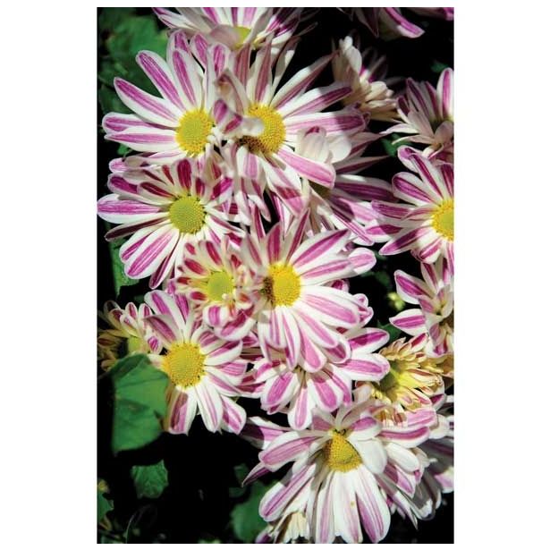 KRIZANTEMA LONČNA MIX L12