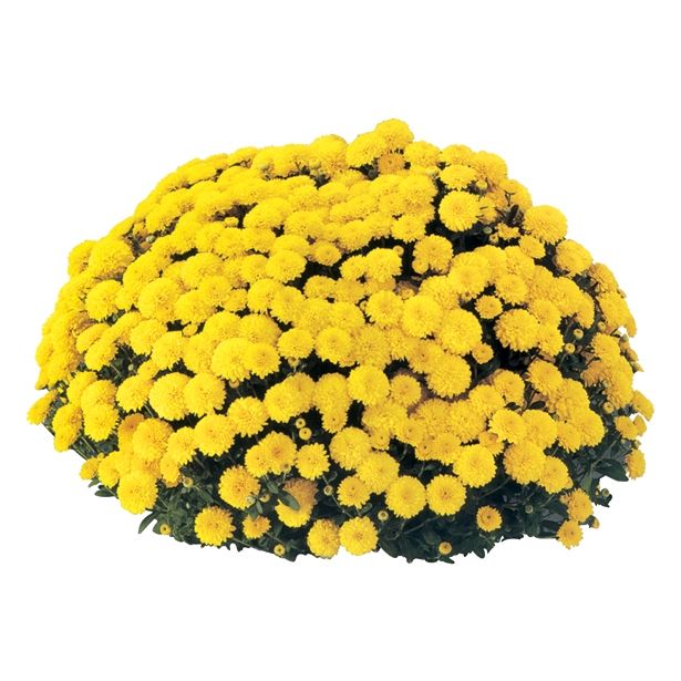 KRIZANTEMA MNOGOCVETNA 20 CM