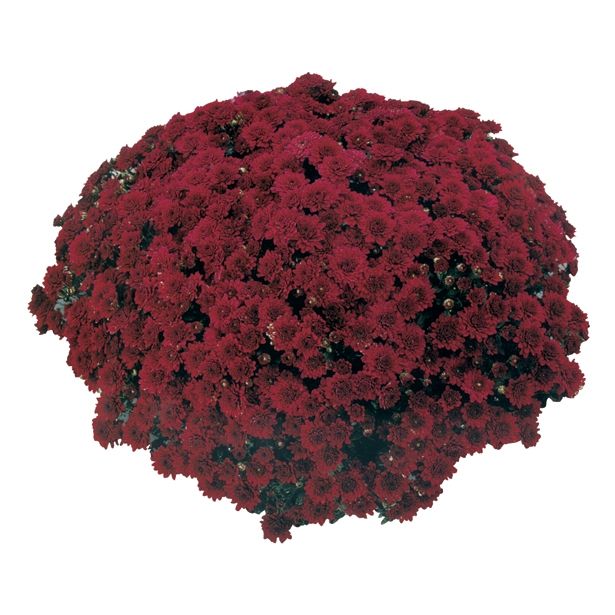 KRIZANTEMA MNOGOCVETNA 20 CM