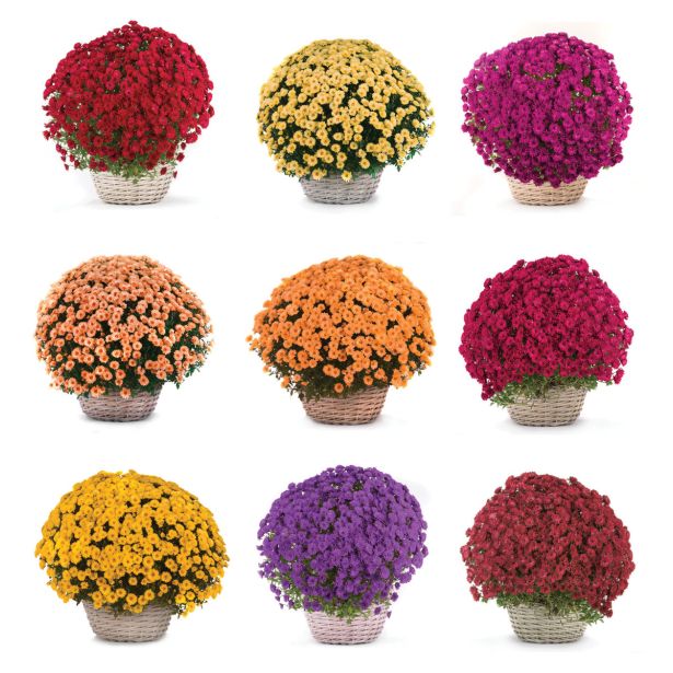 KRIZANTEMA MNOGOCVETNA L20