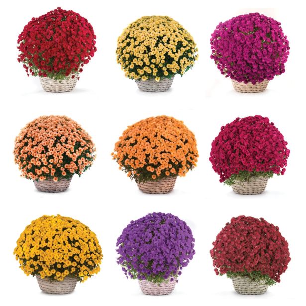 KRIZANTEMA MNOGOCVETNA L20