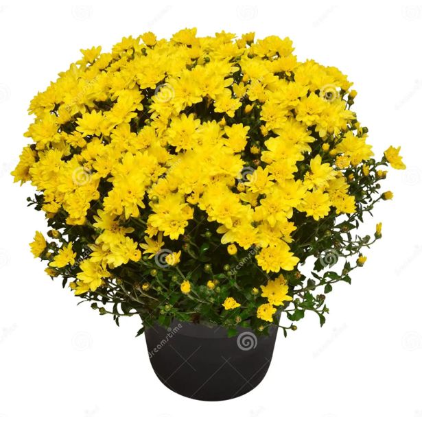 KRIZANTEMA MNOGOCVETNA PREMER 30CM