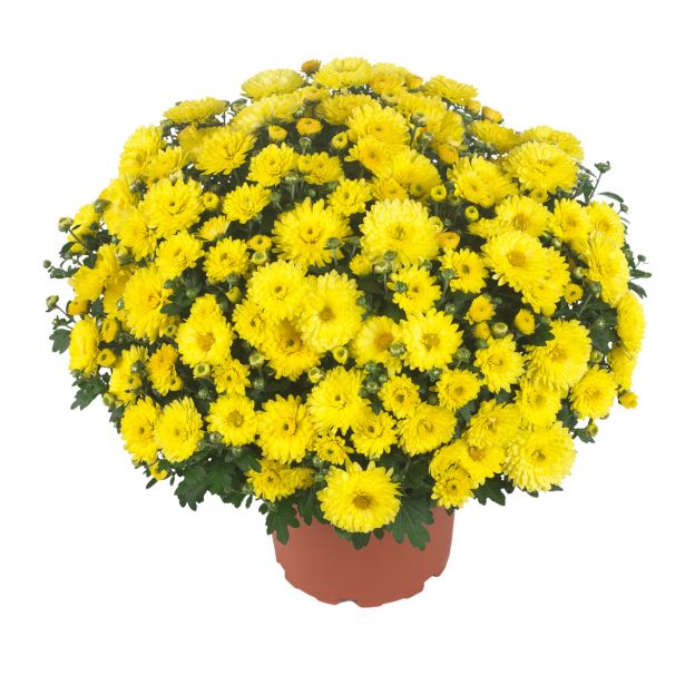 KRIZANTEMA MNOGOCVETNA PREMER 50 CM