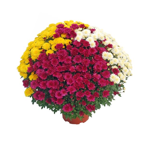 KRIZANTEMA MNOGOCVETNA TRIX SKLEDA L27