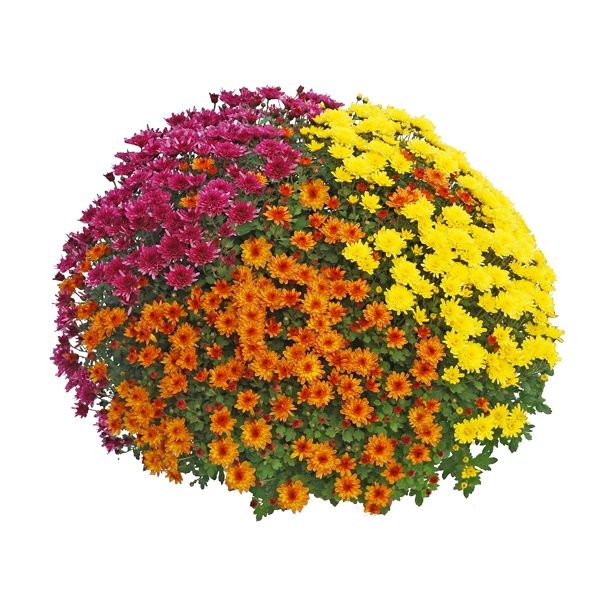 KRIZANTEMA MNOGOCVETNA TRIX SKLEDA L27