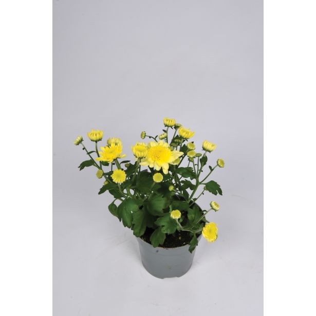 KRIZANTEMA RUMENA L9