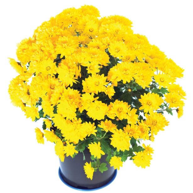 KRIZANTEMA VELKO CVETNA L22