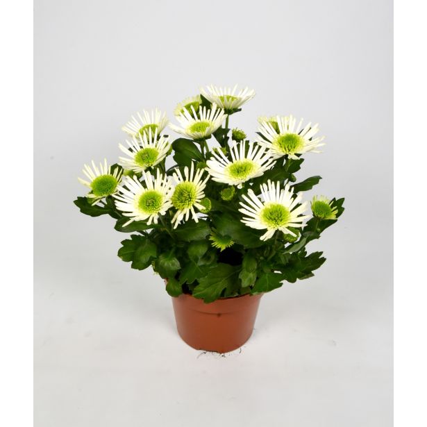 KRIZANTEMA ZELENA L12