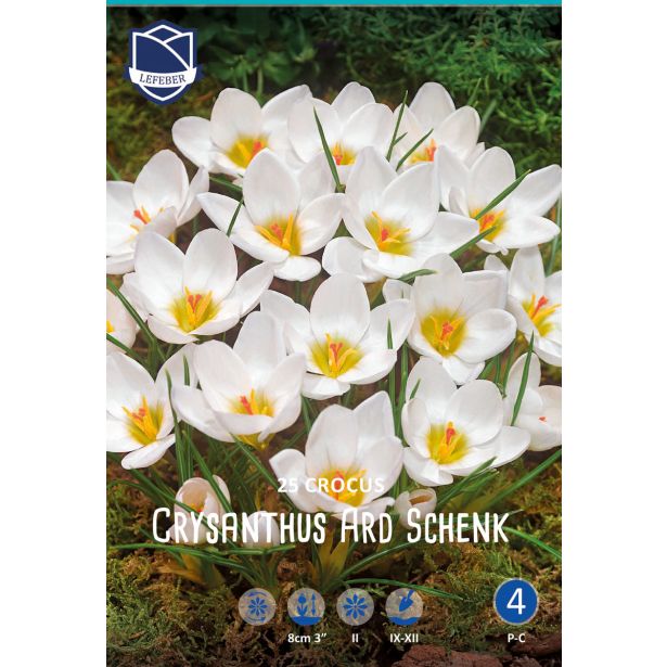 KROKUS ARD SCHENK