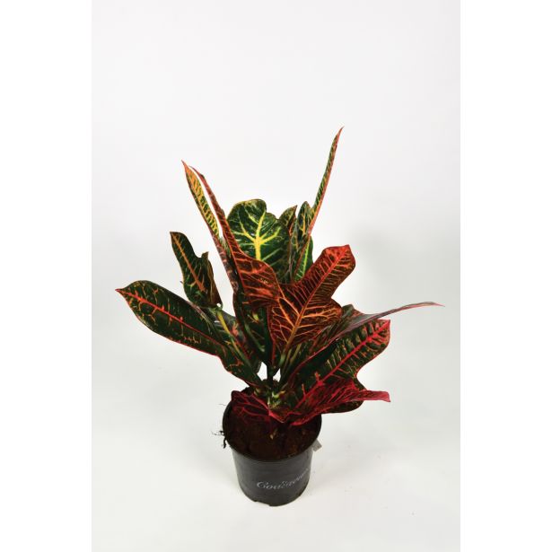 KROTON EXCELLENT L13