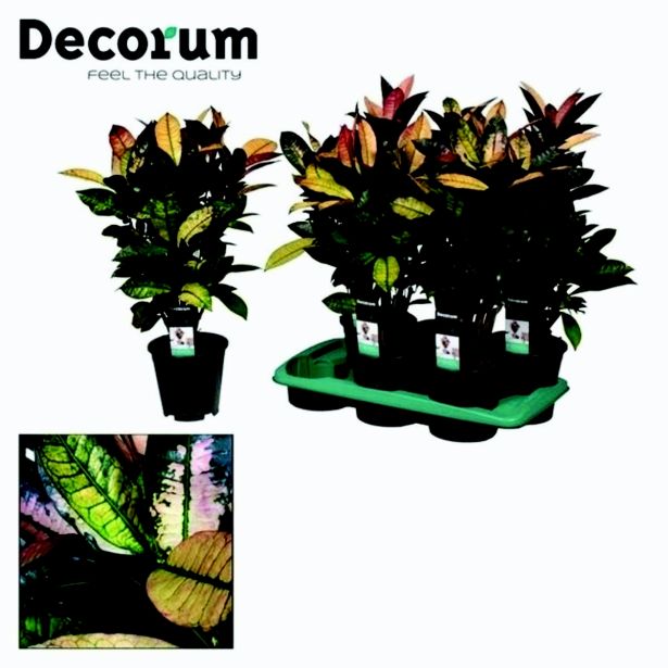 KROTON MRS ICETON L17