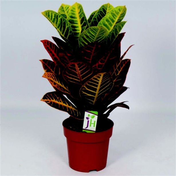 ZELENA RASTLINA KROTON PETRA L19