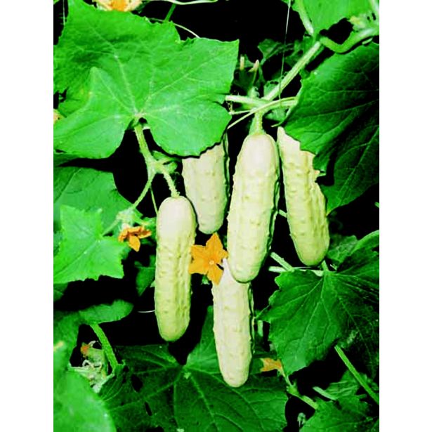 PLODOVKE L'ORTO FRUTTIFERO KUMARICA WHITE WONDER 1/1 F1 L10