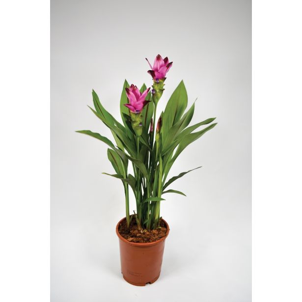 KURKUMA MIX L15 VIŠ 55 CM