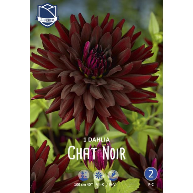 L DALIJA CHAT NOIR