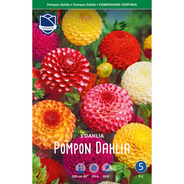 L DALIJA POMPON MEŠANICA BARV