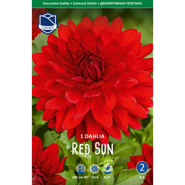 L DALIJA RED SUN