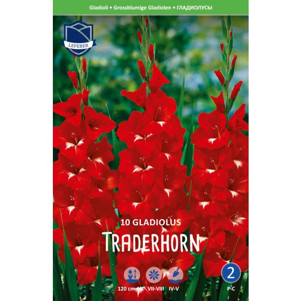 L GLADIOLA TRADERHORN