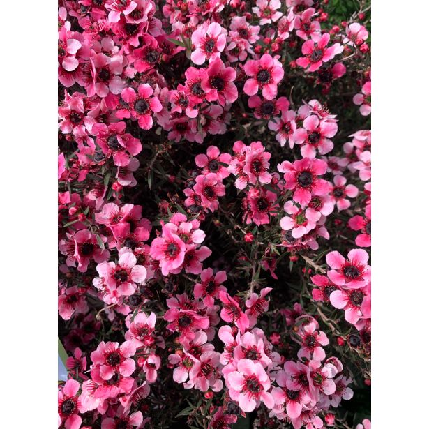 LEPTOSPERMUM L15