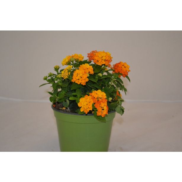 STRUKTURNA CVETOČA RASTL. LANTANA GRM L14