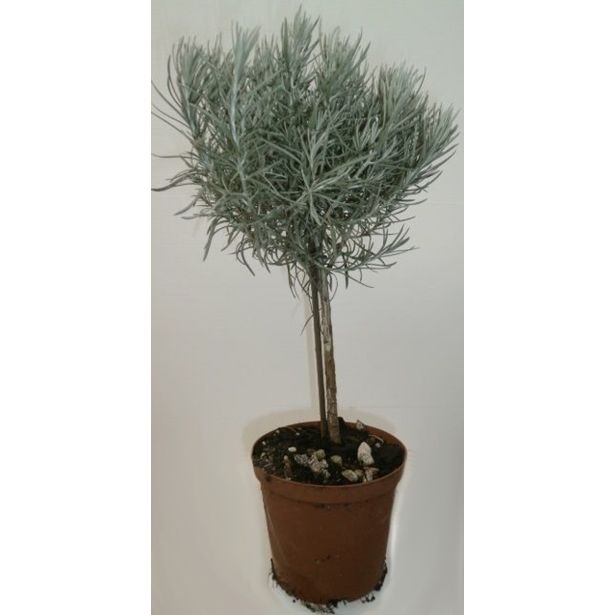 SMILJ LAŠKI NA STEBLU L14