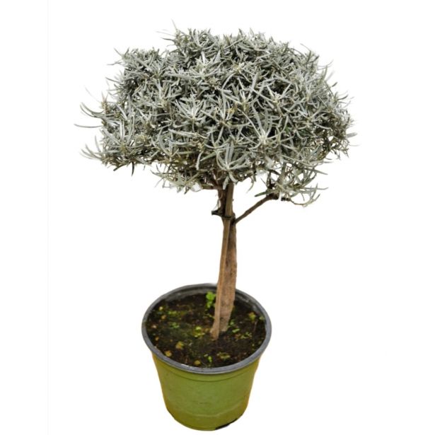 SMILJ LAŠKI NA STEBLU L14