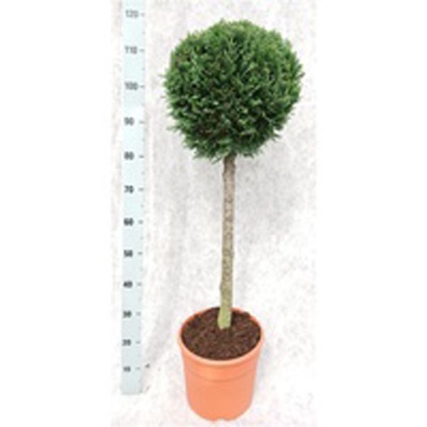 IGLAVEC LAWSONOVA PACIPRESA ALUMII L 28