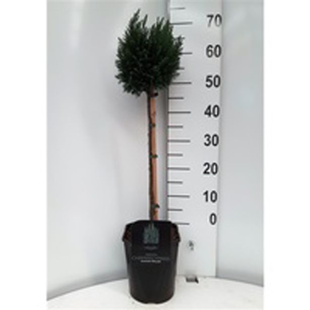 IGLAVEC LAWSONOVA PACIPRESA ELLWOODII NA STEBLU L21