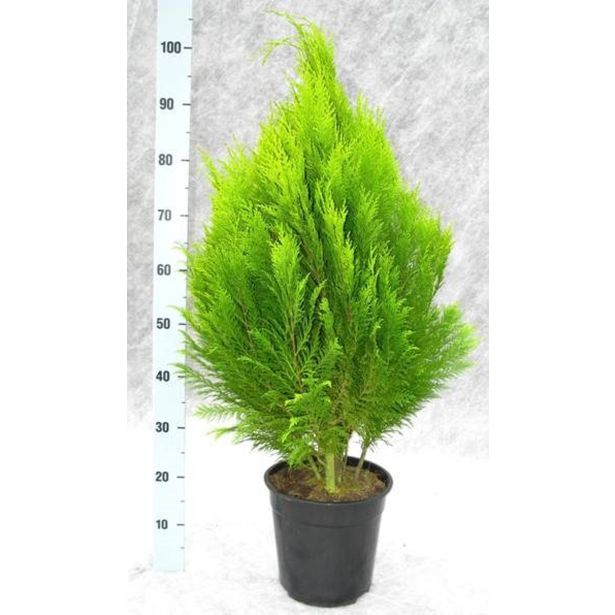 IGLAVEC LAWSONOVA PACIPRESA ERECTA AUREA L24