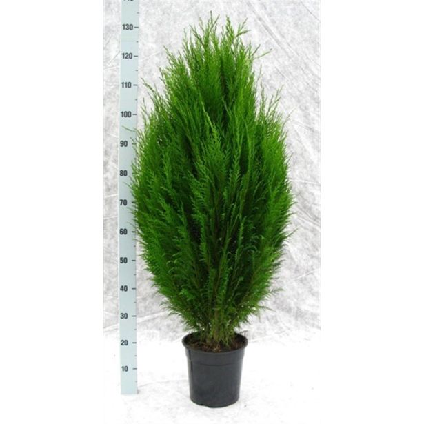 IGLAVEC LAWSONOVA PACIPRESA ERECTA VIRIDIS L24