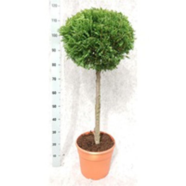 IGLAVEC LAWSONOVA PACIPRESA ILONA L28