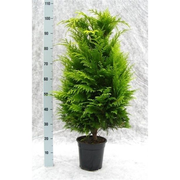 PACIPRESA LAWSONOVA STARDUST L21