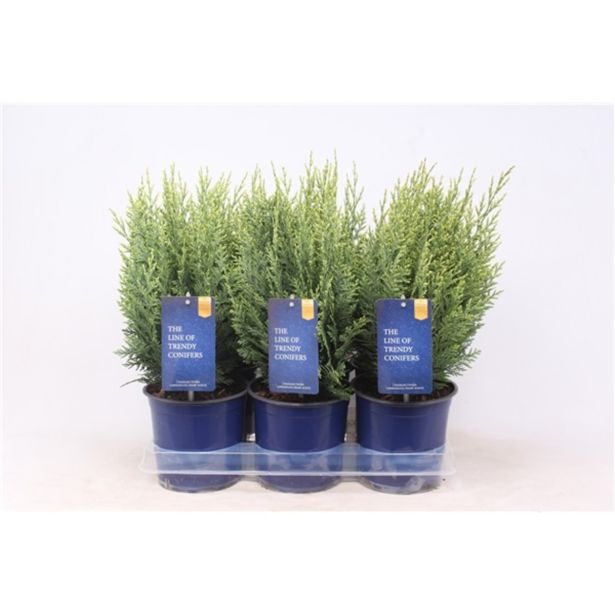 PACIPRESA LAWSONOVA WHITE SPOT L15