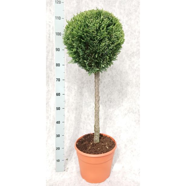 IGLAVEC LAWSONOVA PACIPRESA WHITE SPOT L28