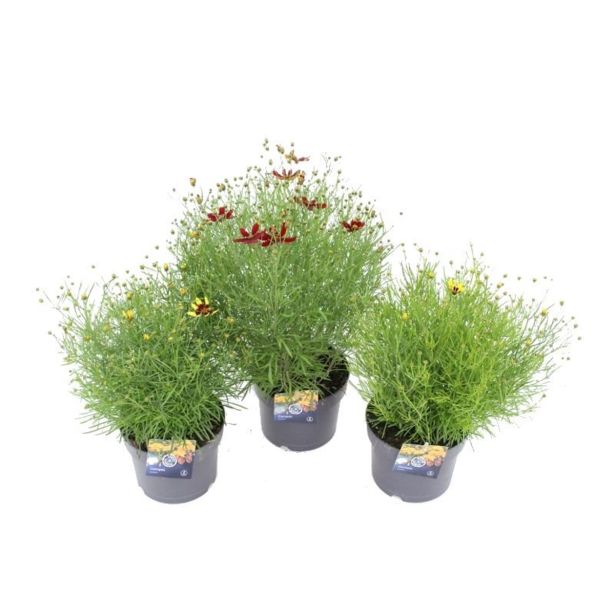 LEPE OČKE COREOPSIS VERTICILLATA MIX L17