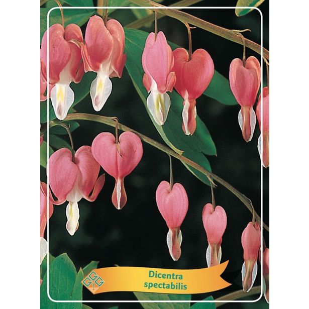 TRAJNICA LEPI SRČKI L11