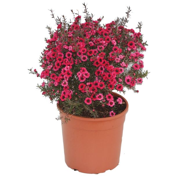 LEPTOSPERMUM SCOPARIUM L19