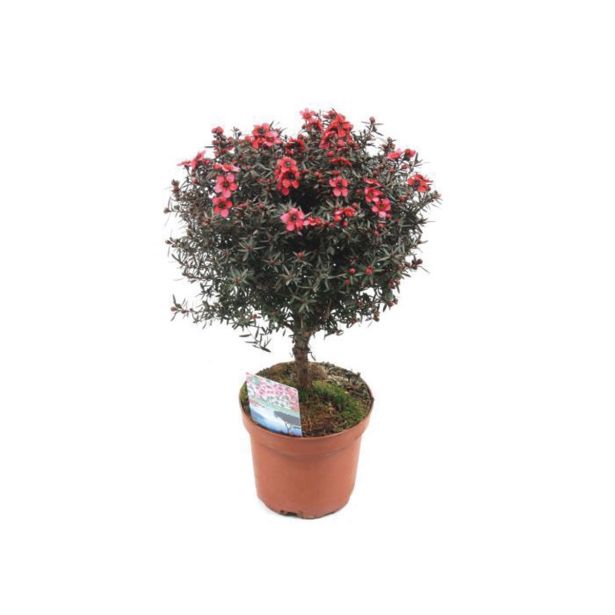 LEPTOSPERMUM SCOPARIUM L19 VIŠ 60CM