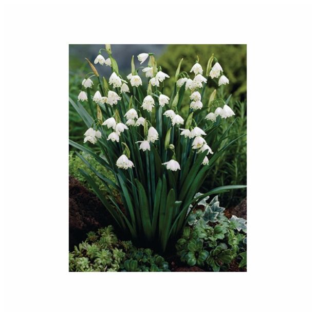 POMLADI CVETOČA ČEBULICA HOLLAND BULB MARKET LEUCOJUM GRAVETY GIANT 8/10 5KOS