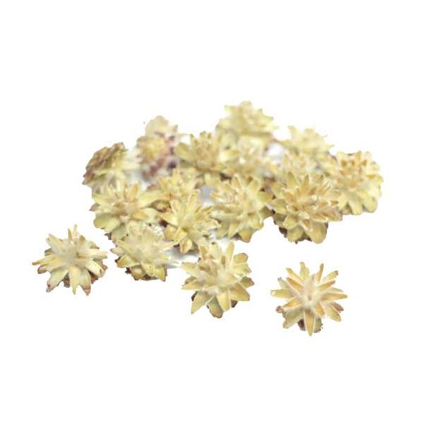 SUHO CVETJE LEUCOSPERNUM CVET 100G