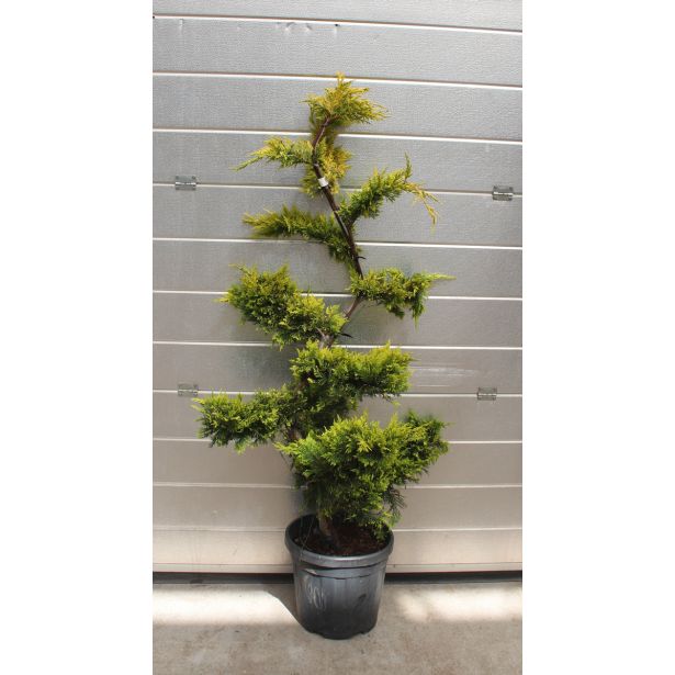 IGLAVEC LEYLANDOVA CIPRESA L24V80 GOLD RIDER NA STEBLU