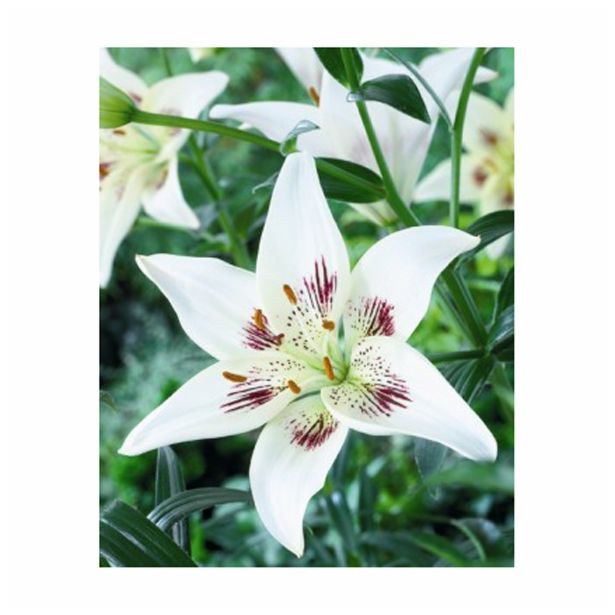 LILIJA HOLLAND BULB MARKET AZIJSKA CENTERFOLD