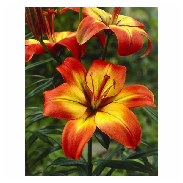 LILIJA HOLLAND BULB MARKET AZIJSKA LINDA