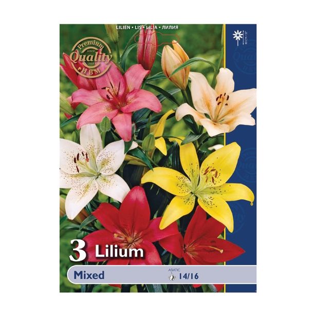 LILIJA HOLLAND BULB MARKET AZIJSKA MIXED