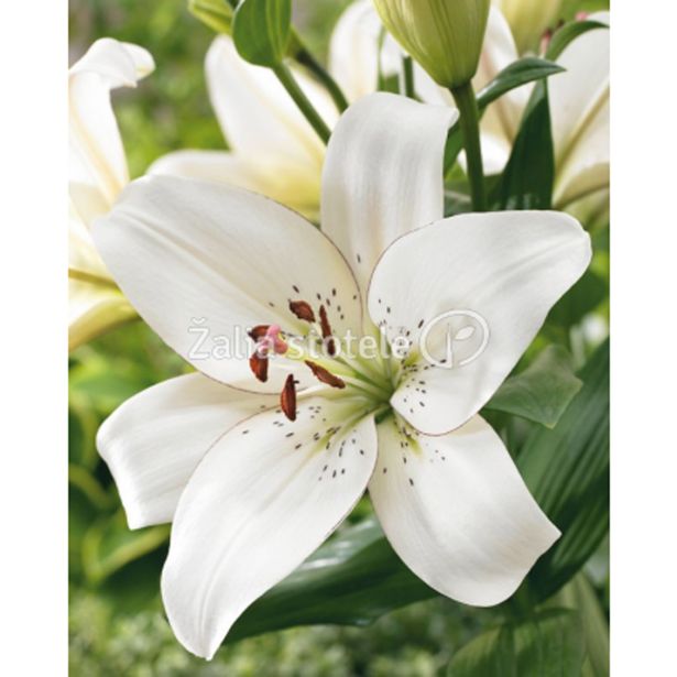 LILIJA HOLLAND BULB MARKET EYELINER