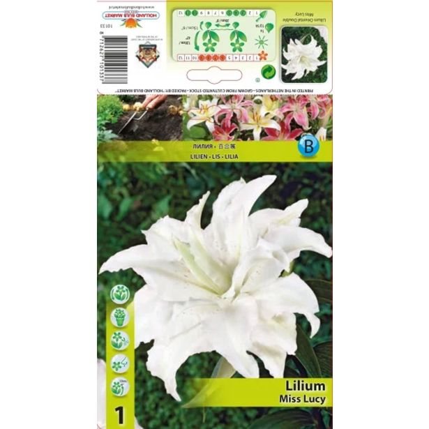 LILIJA HOLLAND BULB MARKET MISS LUCY